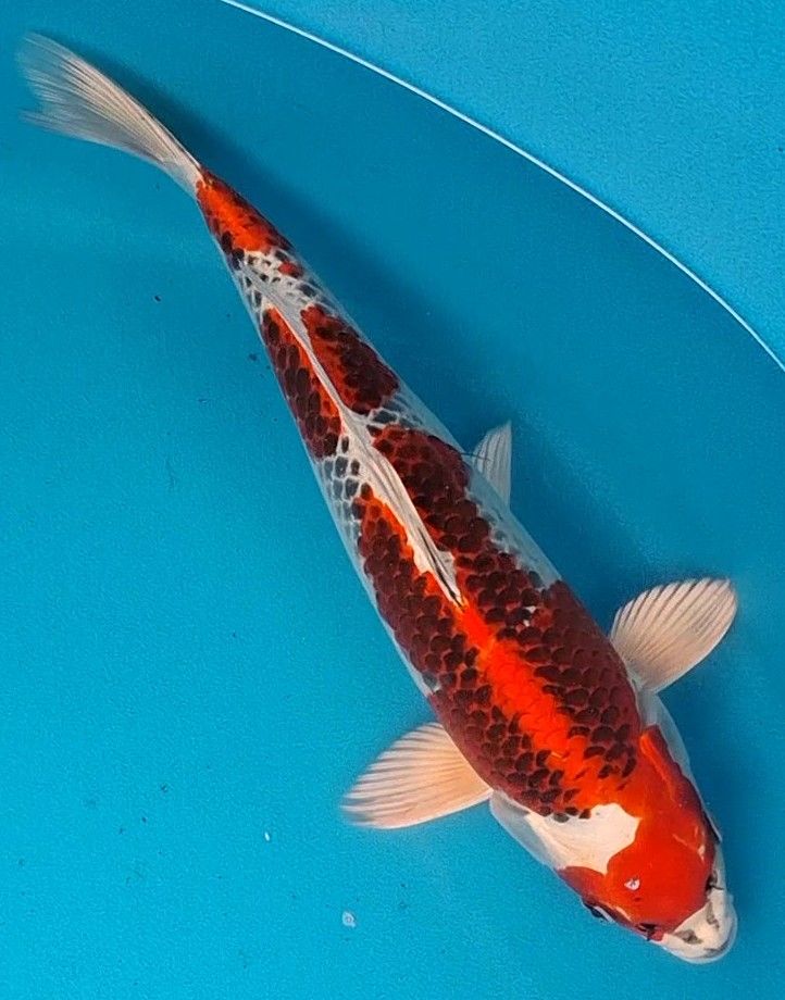Kujaku